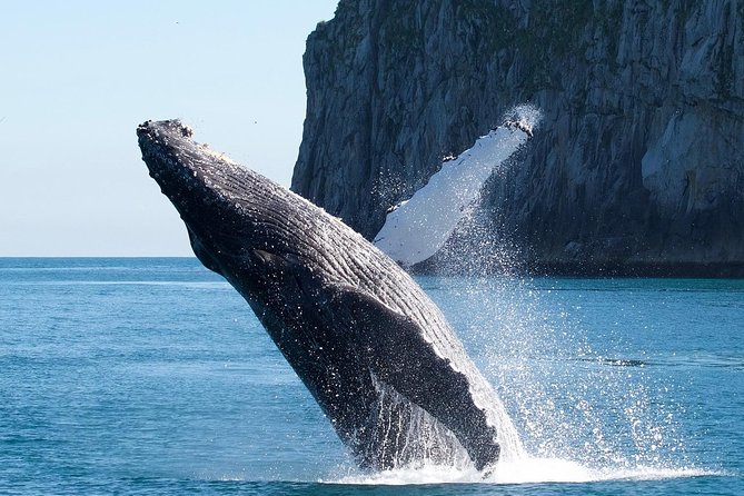 Kenai Fjords National Park Glacier & Wildlife Cruise - Holgate vs. Aialik Glacier: why the calving views are the main event