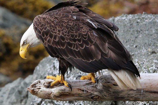Ketchikan All In One - Ketchikan Creek and Falls Salmon Ladder: What You Can Look For