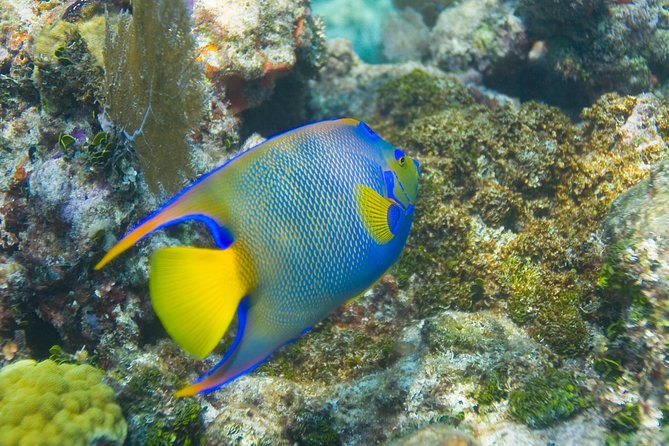 Key Largo Snorkeling Tour - rental mask, fins and vest INCLUDED - What You Can Expect at Each Reef Stop