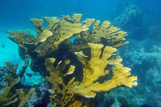 Key Largo Snorkeling Tour - rental mask, fins and vest INCLUDED - Crew, Safety, and the Little Things That Make a Difference