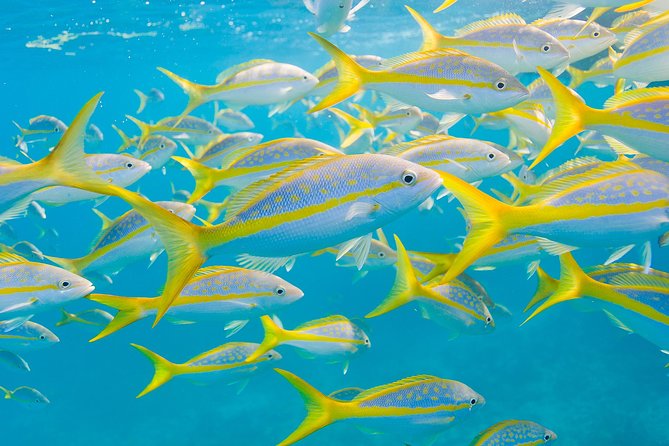 Key Largo Snorkeling Tour - rental mask, fins and vest INCLUDED - Equipment Reality Check: Masks, Fins, Vests, and the Snorkel Gap