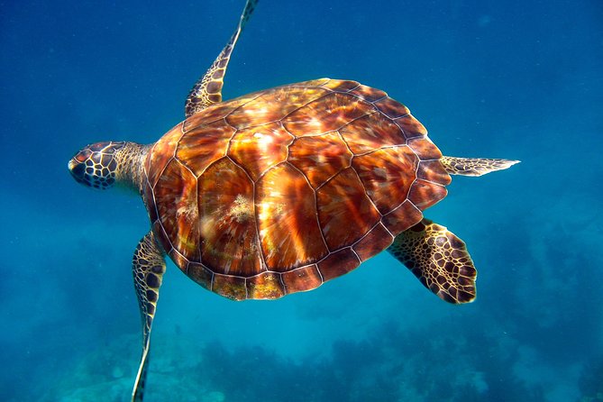 Key Largo Snorkeling Tour - rental mask, fins and vest INCLUDED - Weather and the Statue Question: Why Your Day Can Change