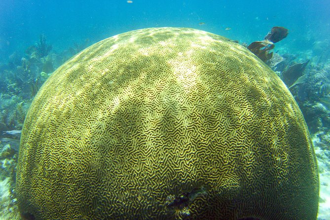 Key Largo Snorkeling Tour - rental mask, fins and vest INCLUDED - The Big Decision Point: Can You Swim?