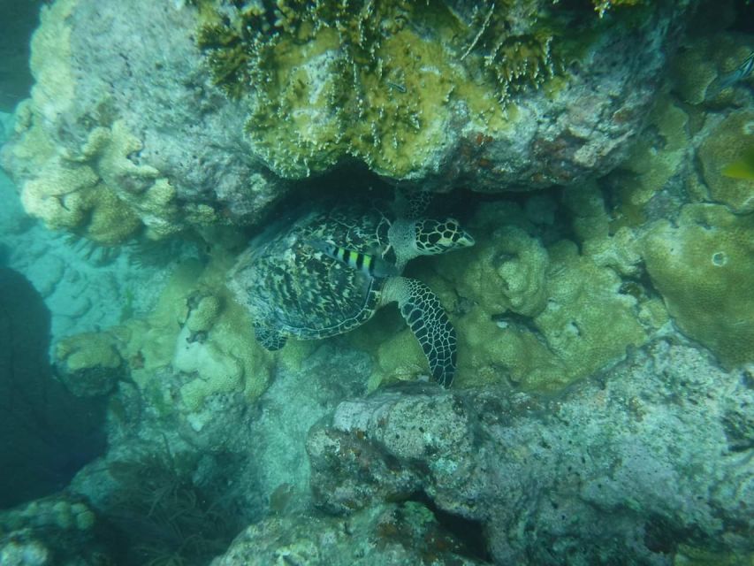 Key West: 3-Hour Afternoon Reef Snorkel with Drinks - The 3-Hour Flow: Boat Ride, Snorkel Session, and Sail-Back Drinks