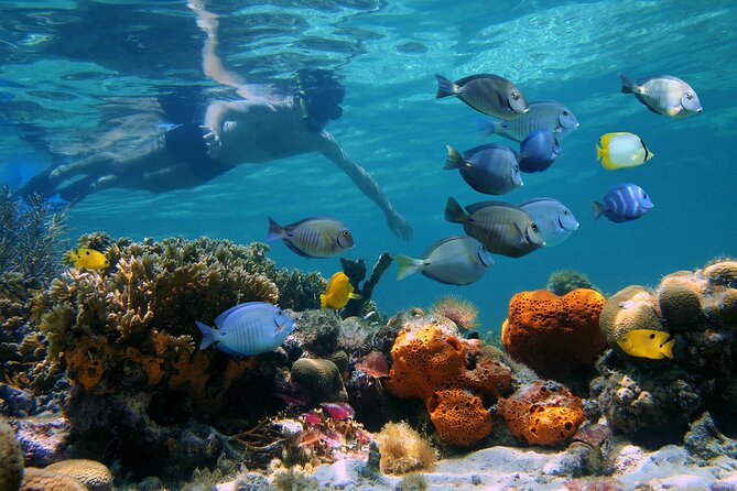 Key West Afternoon Reef Snorkeling with Open Bar - What wildlife moments to aim for, plus the realistic odds