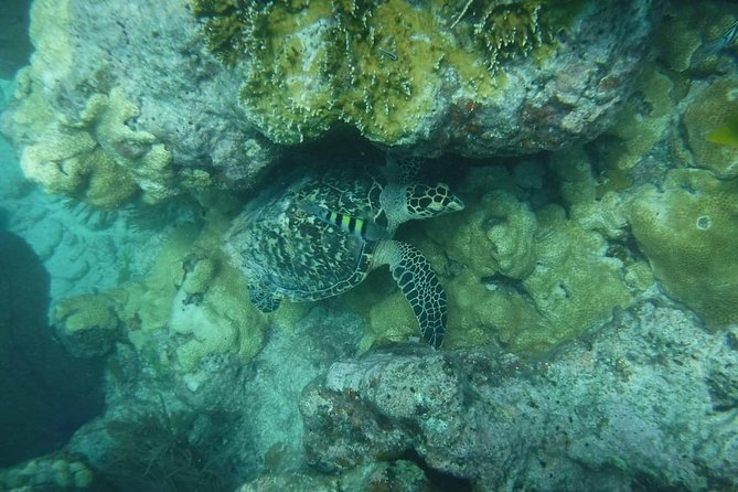 Key West Afternoon Reef Snorkeling with Open Bar - Price and value: is $59.95 a smart use of your Key West time?