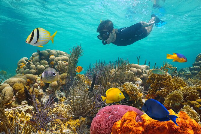 Key West Afternoon Reef Snorkeling with Open Bar - The boat ride experience: timing, onboard comfort, and why it matters