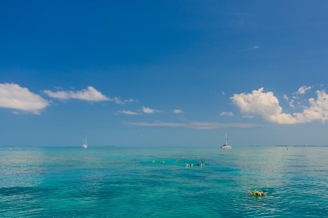 Key West Afternoon Snorkel Sail with Unlimited Cocktails! - Wildlife Odds: Dolphins and Sharks Without Guarantees