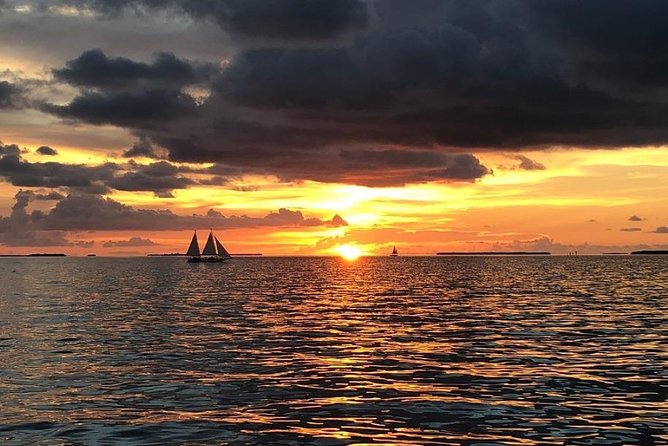 Key West Champagne Sunset Catamaran Cruise - Wildlife spotting: what you can see and how to improve your odds