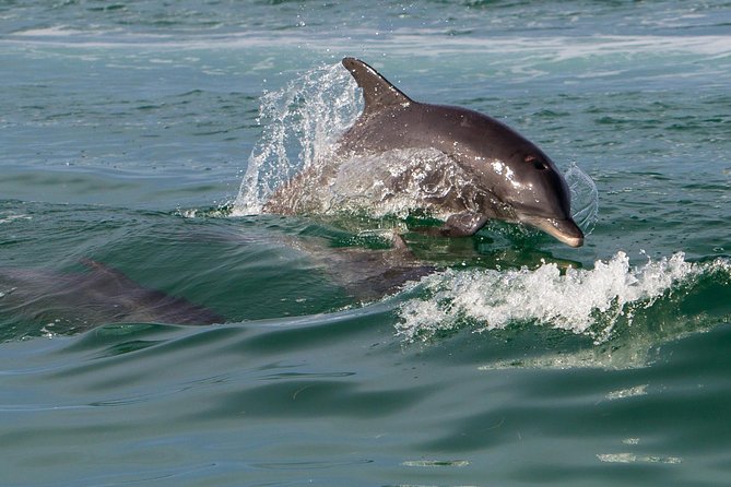 Key West Dolphin and Snorkel Experience - Reef Reality Check: Clarity, Wind, and What You Might See