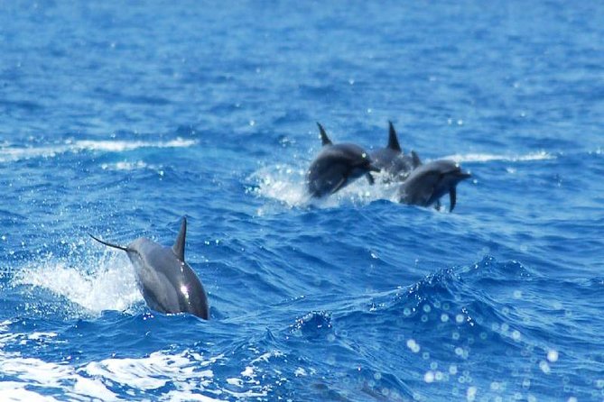 Key West Dolphin and Snorkel Experience - Drinks, Safety Vibe, and the Value of What’s Included