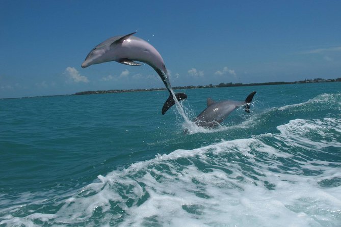 Key West Dolphin and Snorkel Experience - Group Size, Seating, and the Day-Plan “Stress Points”