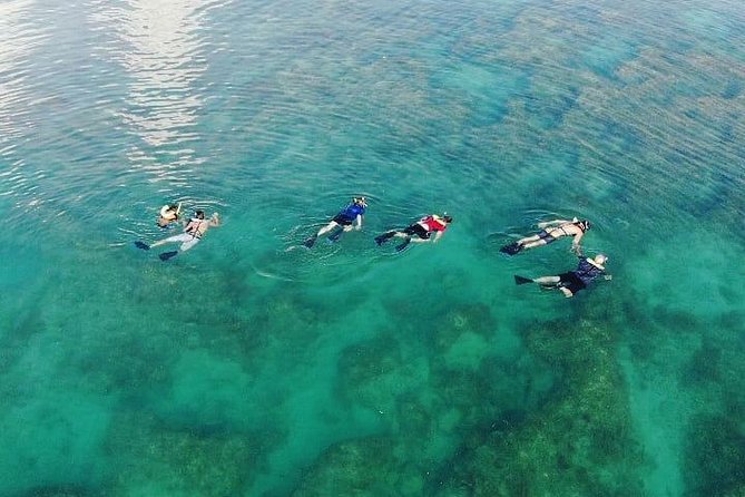 Key West Dolphin and Snorkel Experience - Should You Book Sunset Watersports Dolphin and Snorkel in Key West?