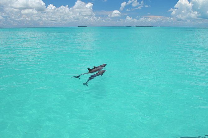 Key West Dolphin Watch and Snorkel Tour - Eco Adventure - Price and what you actually get for $79.95