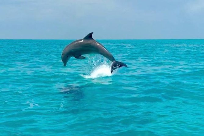 Key West Dolphin Watch and Snorkel Tour - Eco Adventure - Swim requirement and gear details you should know