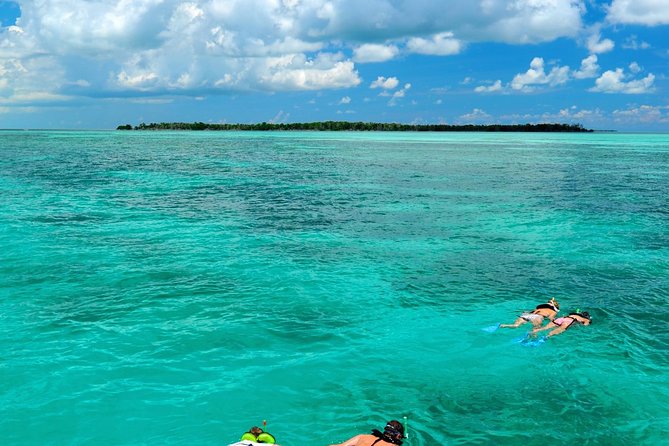 Key West Dolphin Watch and Snorkel Tour - Eco Adventure - Dolphin watching on the Florida Keys waters