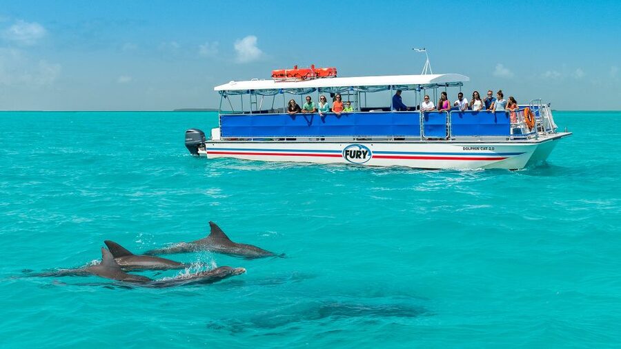 Key West: Dolphin Watching and Snorkeling Eco Cruise Tour - Dolphin watching in the Gulf: what to expect when the pods cooperate