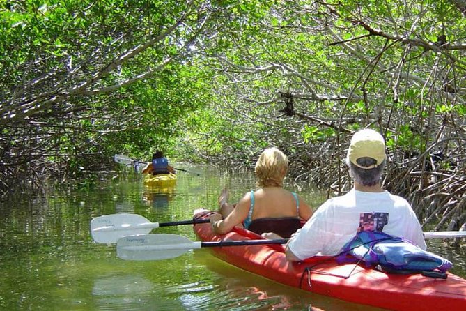 Key West Mangrove Kayak Eco Tour - Key Things That Make This Mangrove Kayak Tour Worth It