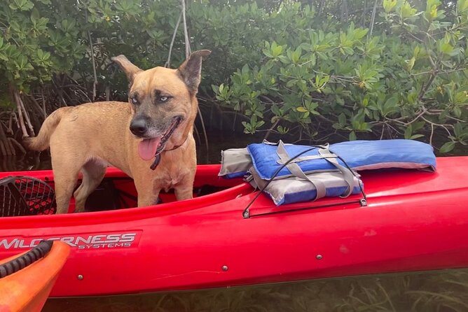 Key West Mangrove Kayak Eco Tour - Wildlife Odds, What You Can Actually See, and Weather Reality