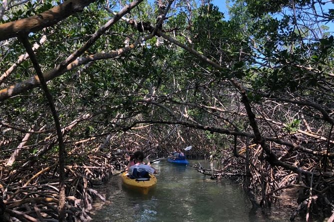 Key West Mangrove Kayak Eco Tour - What to Bring for a Comfortable, Low-Stress Day