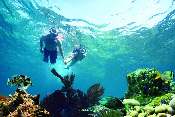Key West Reef Snorkel – Morning Mimosas or Afternoon Margaritas - Morning Mimosas or Afternoon Margaritas, and Why the Timing Matters