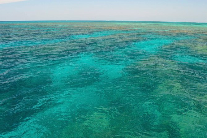 Key West Reef Snorkel & Sail Adventure - Wildlife Sightings: What You’re Likely to See Underwater
