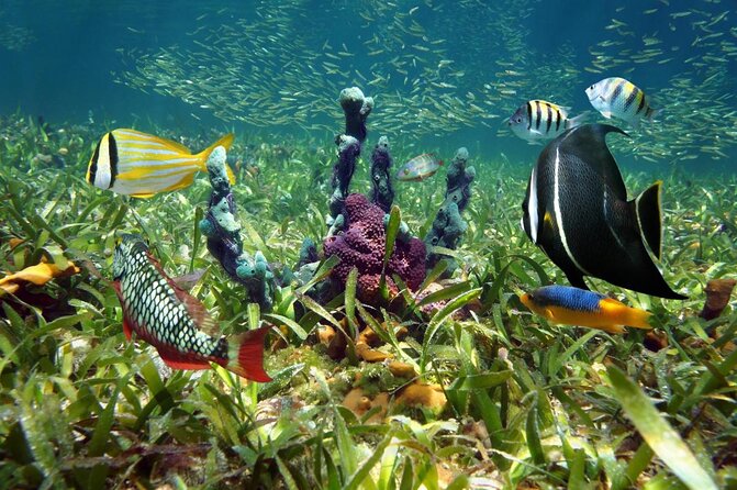 Key West's Island Adventure Sandbar Tour with Kayaking - Key Things That Make This Sandbar Tour Worth Your Time