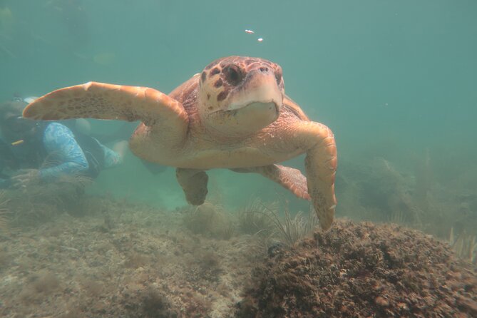 Key West SNUBA Experience - Pricing, Value, and the Real Total You Should Plan For
