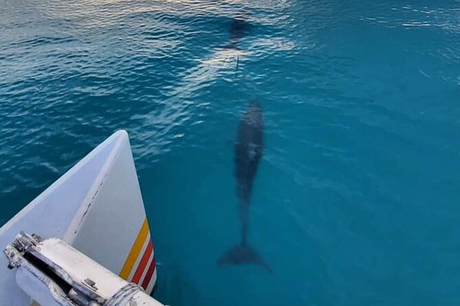 Key West Sunset Sail: Dolphin Watching, Wine, and Tapas - The vibe: a luxury catamaran sunset with a wildlife twist