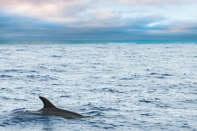 Key West Sunset Sail: Dolphin Watching, Wine, and Tapas - The main event: dolphin watching without the hype
