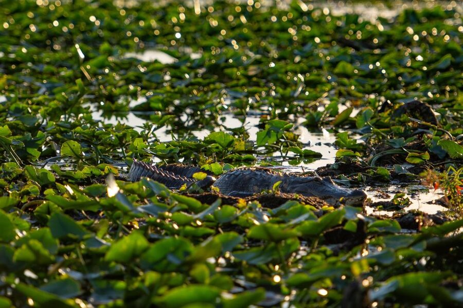 Kissimmee: Boggy Creek Airboat Ride with Optional Meal - Lily’s Butterfly Garden and Lorelei’s Critter Collection: a calmer stop with real wildlife