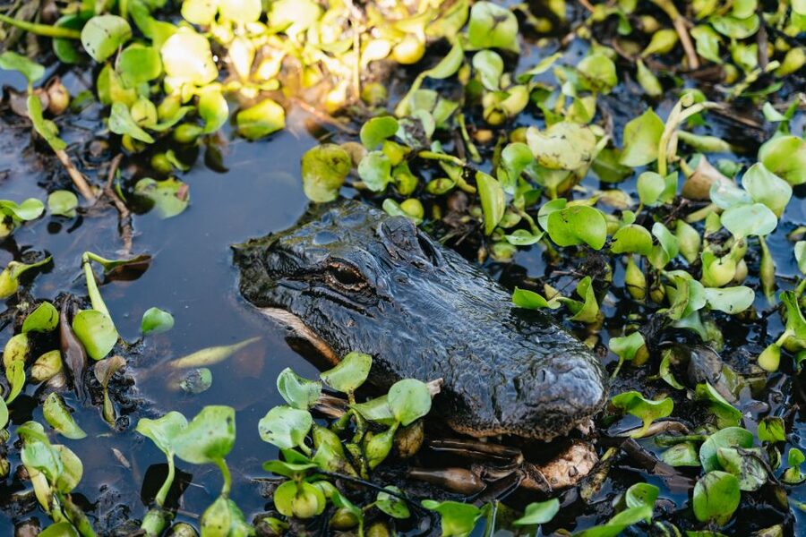 Kissimmee: Everglades Airboat Adventure Tour - Choosing 1 hour or 90 minutes: how to decide