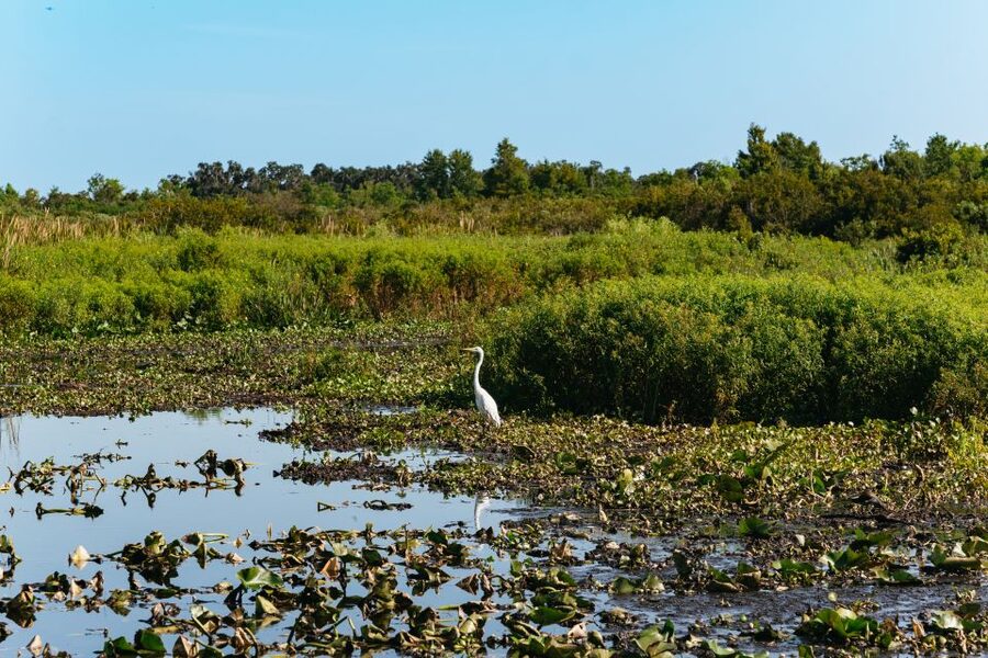 Kissimmee: Everglades Airboat Adventure Tour - Comfort and sound: the stuff that can make or break your enjoyment
