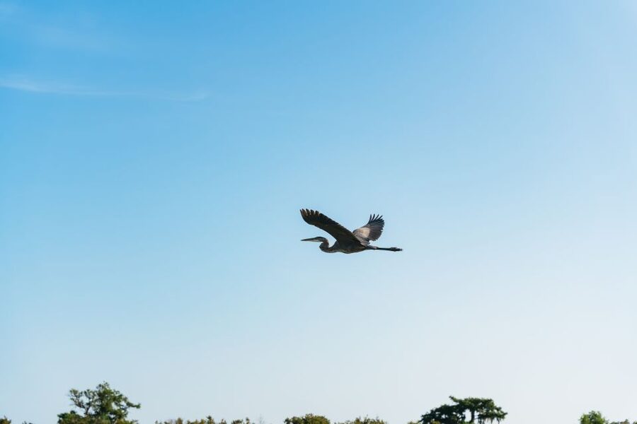 Kissimmee: Everglades Airboat Adventure Tour - The ride itself: speed, wind, and a swamp you can actually see
