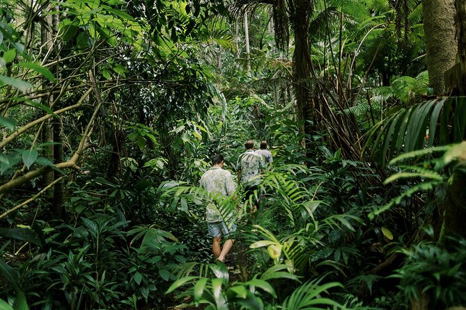 Kona Cloud Forest Sanctuary Montane Jungle Tour (2.5 hrs) - What you learn here: cloud-forest basics without the textbook vibe