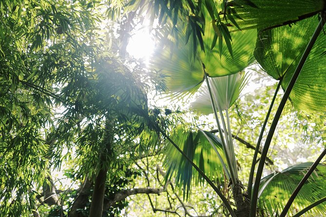 Kona Cloud Forest Sanctuary Montane Jungle Tour (2.5 hrs) - Stop 1: The guided montane jungle walk that teaches you how this forest works