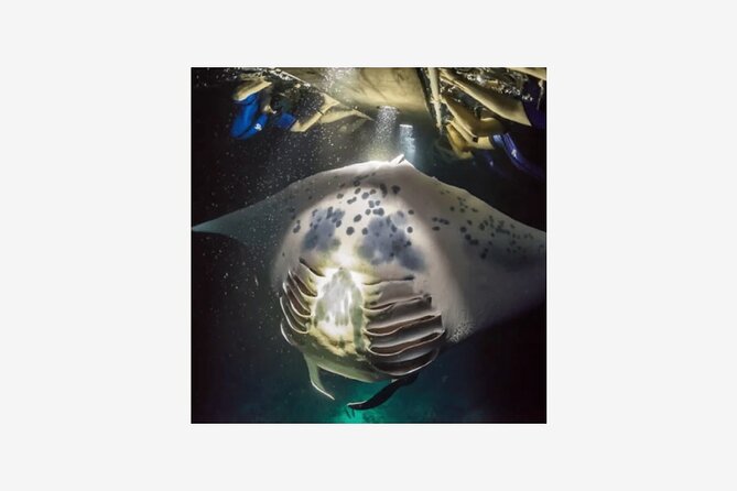 Kona Manta Ray Night Snorkel Adventure! Small Group - Keauhou Timing and the Speedboat Ride: What to Expect in Real Life