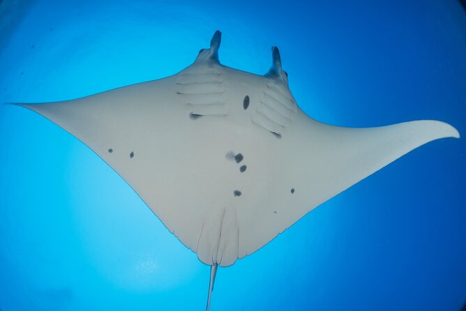 Kona Manta Ray Night Snorkel Adventure! Small Group - The Light Board Snorkel: How You Float, Watch, and Get Close