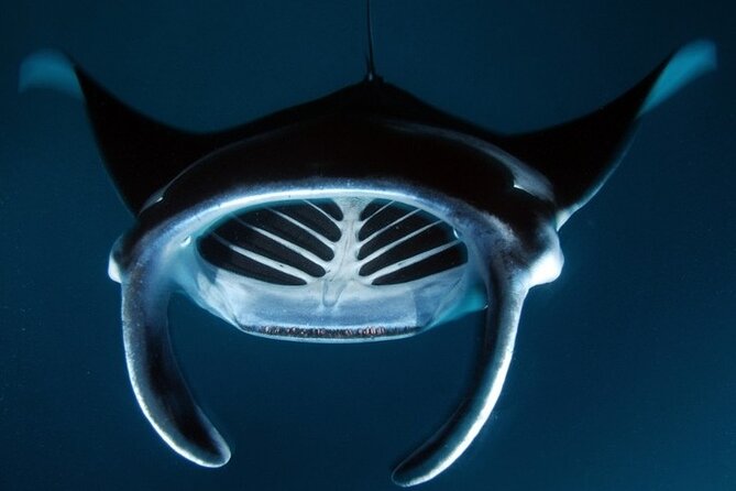 Kona Manta Ray Night Snorkel Adventure! Small Group - Who This Tour Fits Best (and Who Should Think Twice)