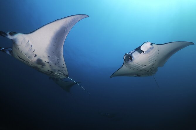 Kona Manta Ray Night Snorkel Adventure! Small Group - The Crew, Safety, and the Small-Group Advantage That Actually Helps
