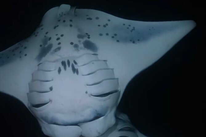 KONA Manta Ray Night Snorkel - FREE re-ride if no Sightings - Getting to the Best Part Fast, in Kona