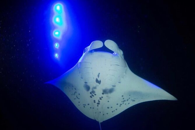 KONA Manta Ray Night Snorkel - FREE re-ride if no Sightings - Night Snorkeling 101, With Manta Ray Rules You Can Actually Follow