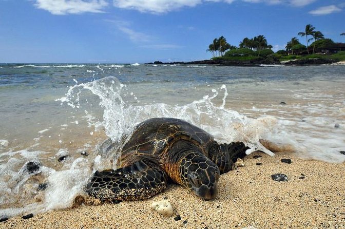 Kona Shore Excursion: Sea Turtles, Historic Kona & Coffee - Key Things I’d Put on Your Kona Checklist