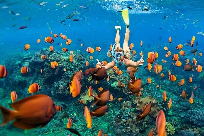 Kona Snorkel Tour: Captain Cook Reef Snorkel, Dolphin & Sea Caves - A Small-Group Zodiac RIB Ride From Kailua-Kona