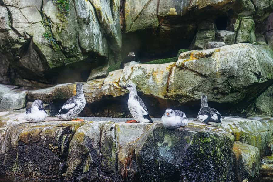 LA: Aquarium of the Pacific Skip-the-Line Entry - Food, Crowds, and the Reality of Visiting on Peak Days