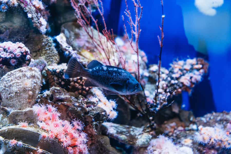 LA: Aquarium of the Pacific Skip-the-Line Entry - First Impressions: Why This Aquarium Works as a Full-Day Plan