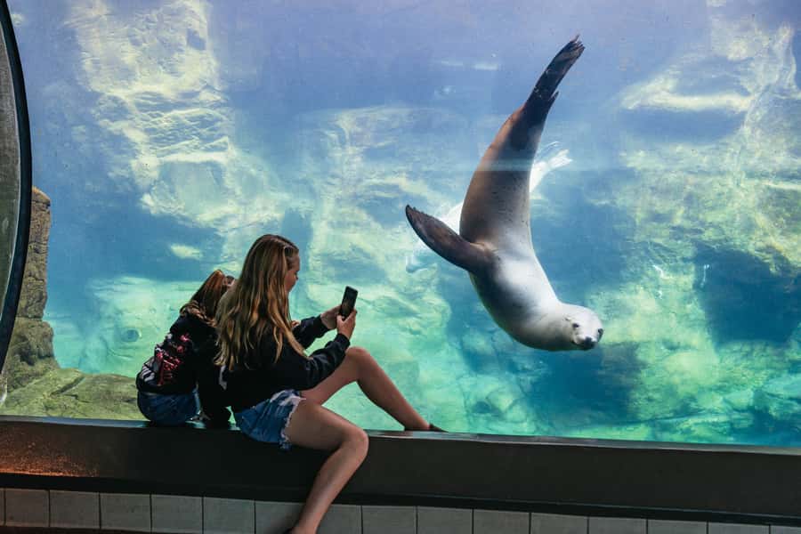 LA: Aquarium of the Pacific Skip-the-Line Entry - Price and Value at About $44 Per Person