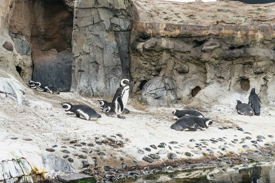 LA: Aquarium of the Pacific Skip-the-Line Entry - June Keyes Penguin Habitat: Meeting the Magellanic Penguins