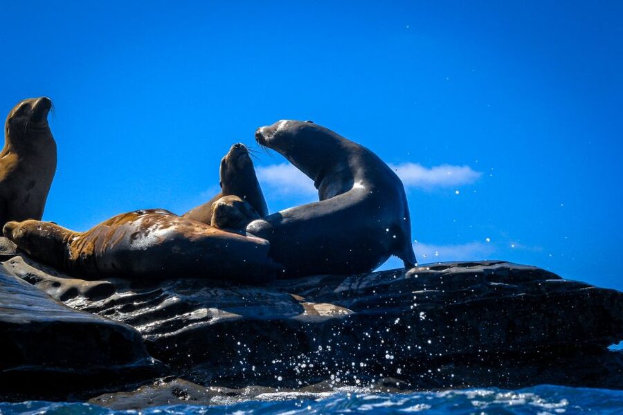 La Jolla: 2-Hour Kayak Tour of the 7 Caves - Waves, timing, and why the 2 hours feel short