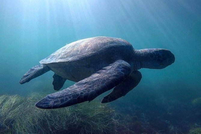 La Jolla Sea Caves Kayak Tour For Two (Tandem Kayak) - Check-in at 2222 Avenida de la Playa, and the first safety moments